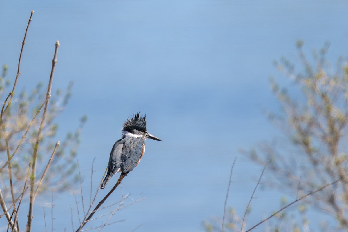 Belted Kingfisher - ML617699205