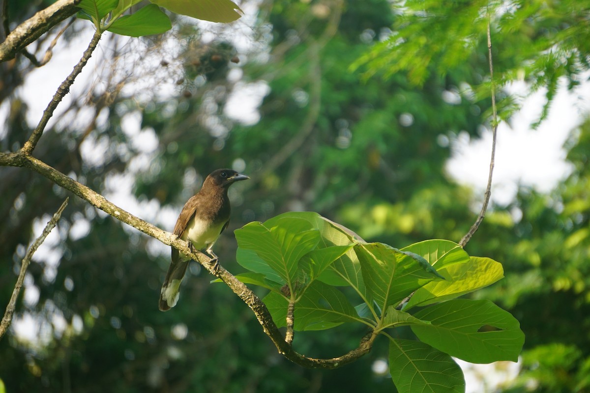 Brown Jay - ML617699217