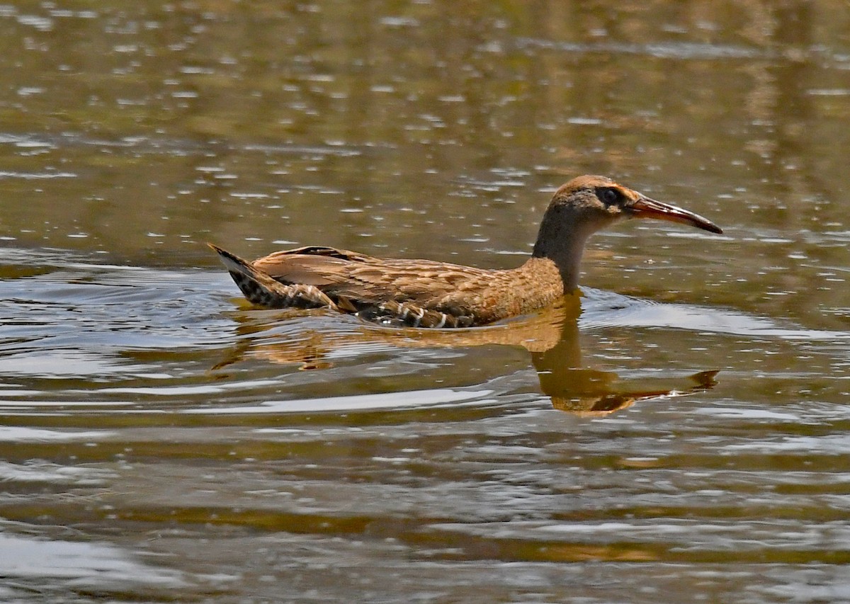 Ridgway's Rail - Richard Taylor