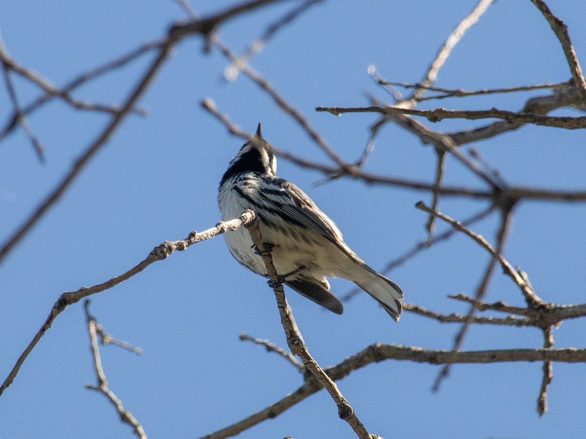 Black-throated Gray Warbler - ML617699253