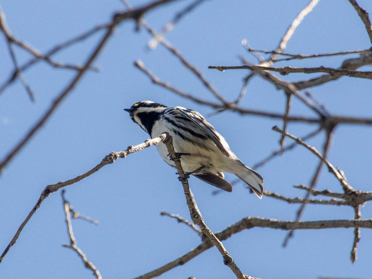 Black-throated Gray Warbler - ML617699254