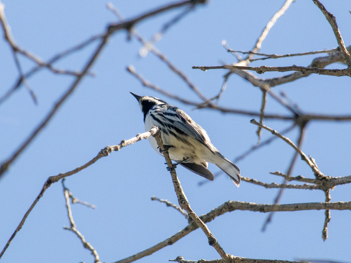 Black-throated Gray Warbler - ML617699255