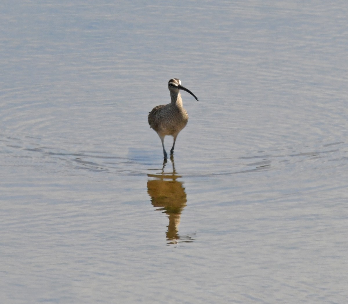 Whimbrel - Richard Taylor