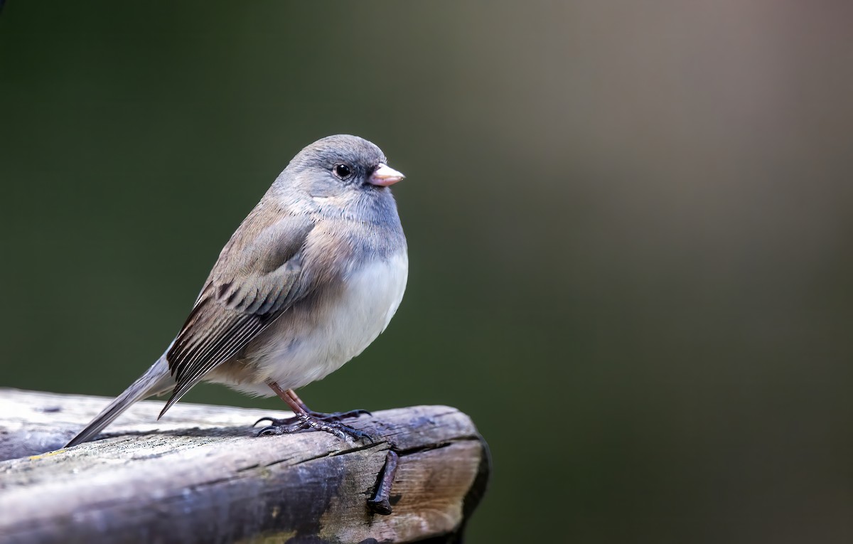 Dark-eyed Junco - ML617699273