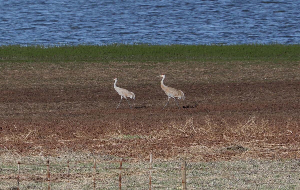 Sandhill Crane - ML617699280