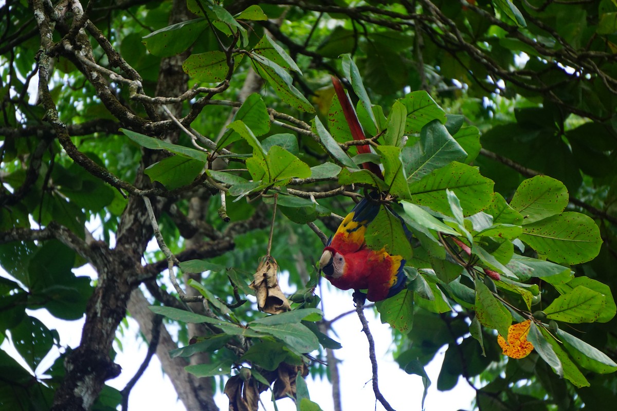 Scarlet Macaw - ML617699282