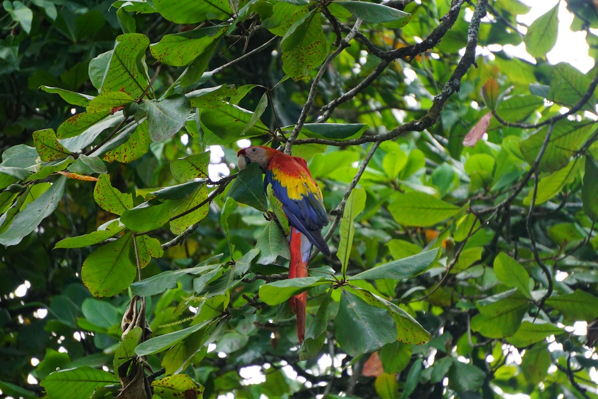 Scarlet Macaw - ML617699283