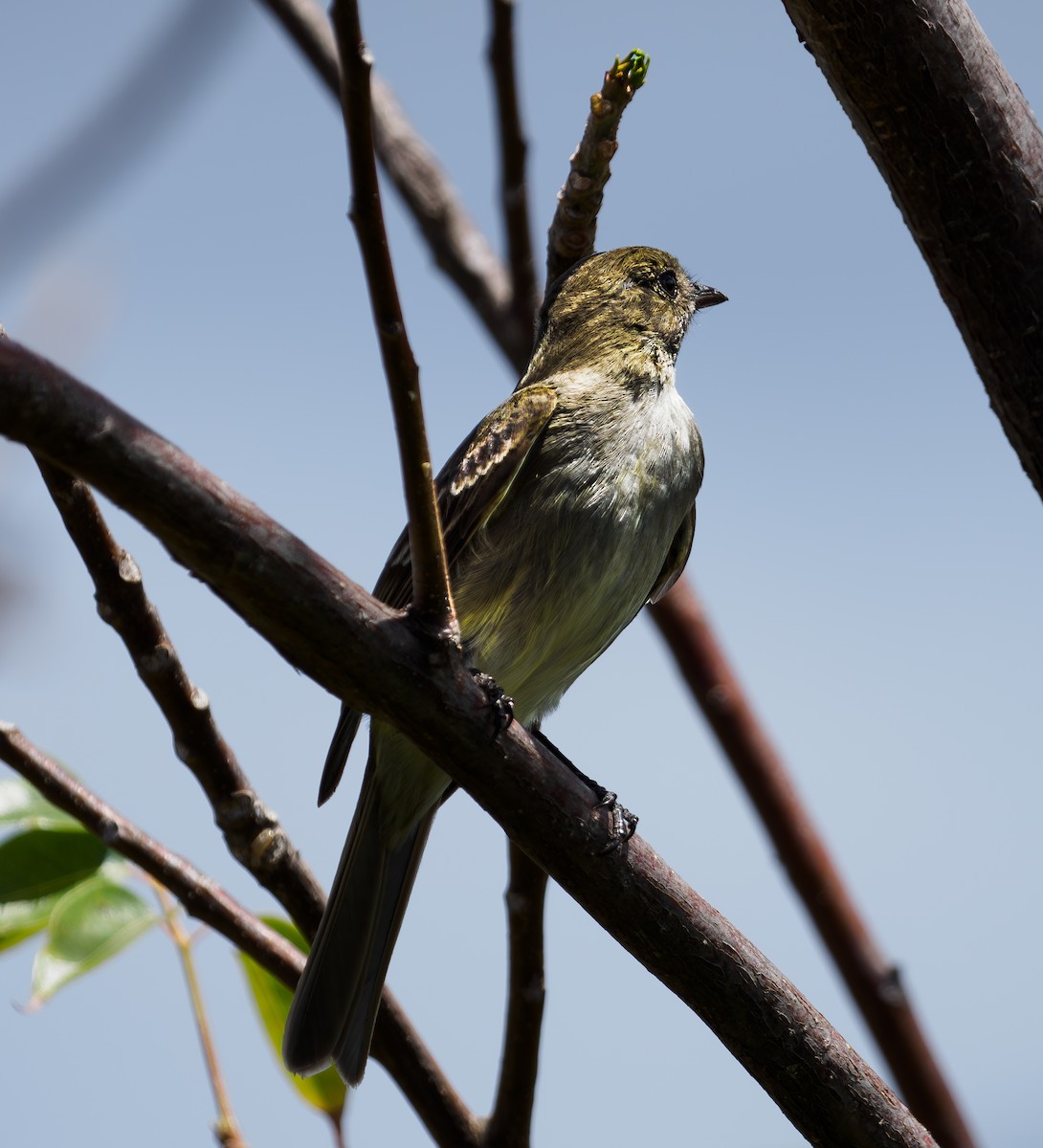 Caribbean Elaenia - David Archer