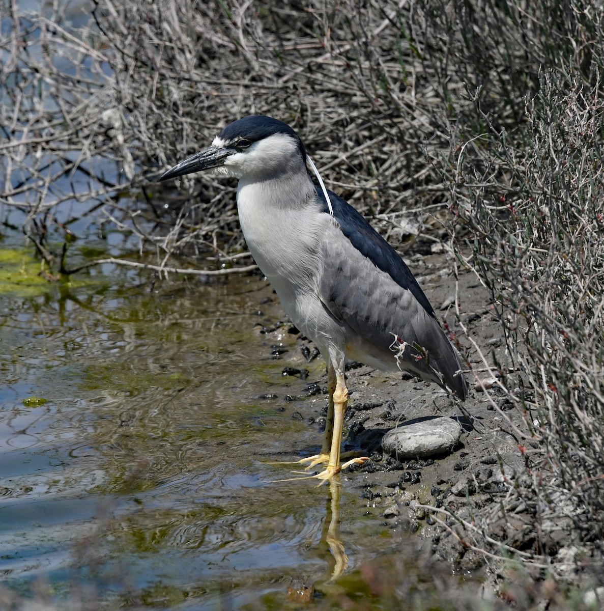 Black-crowned Night Heron - ML617699292