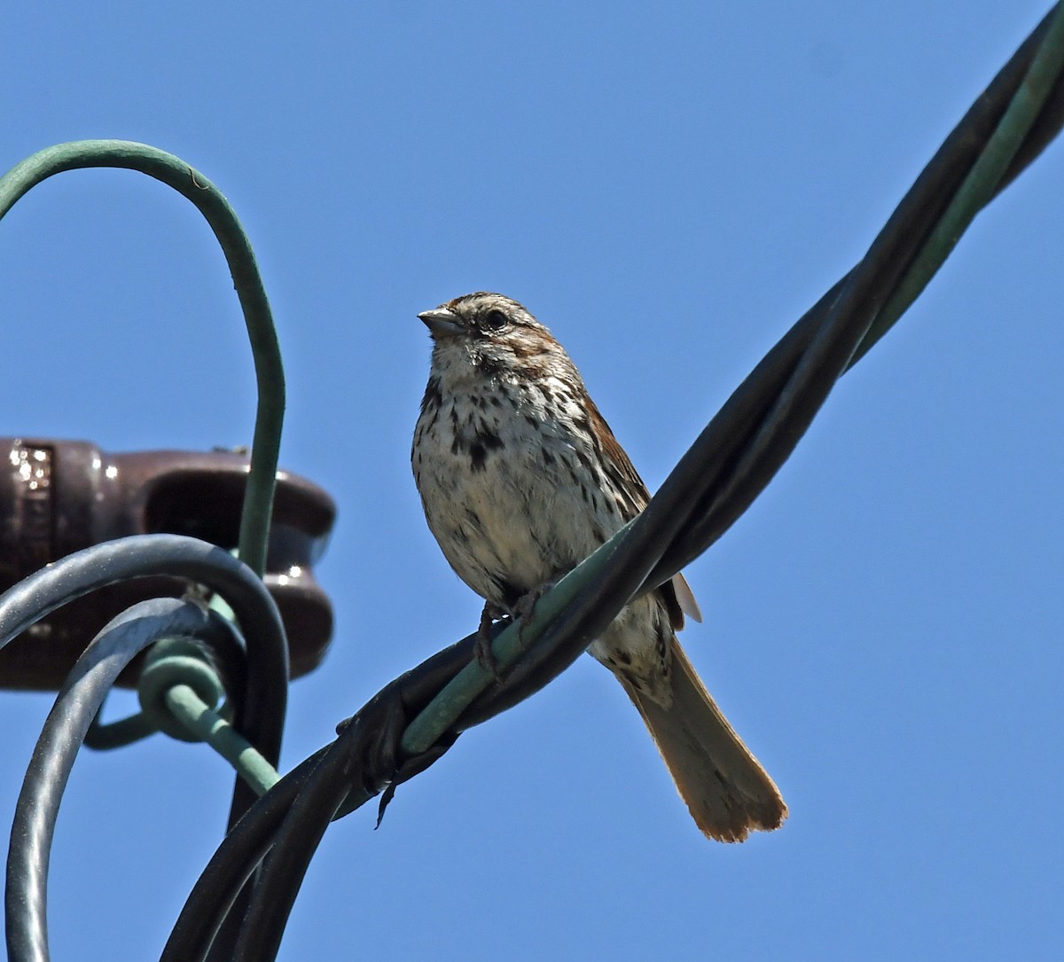 Song Sparrow - Richard Taylor