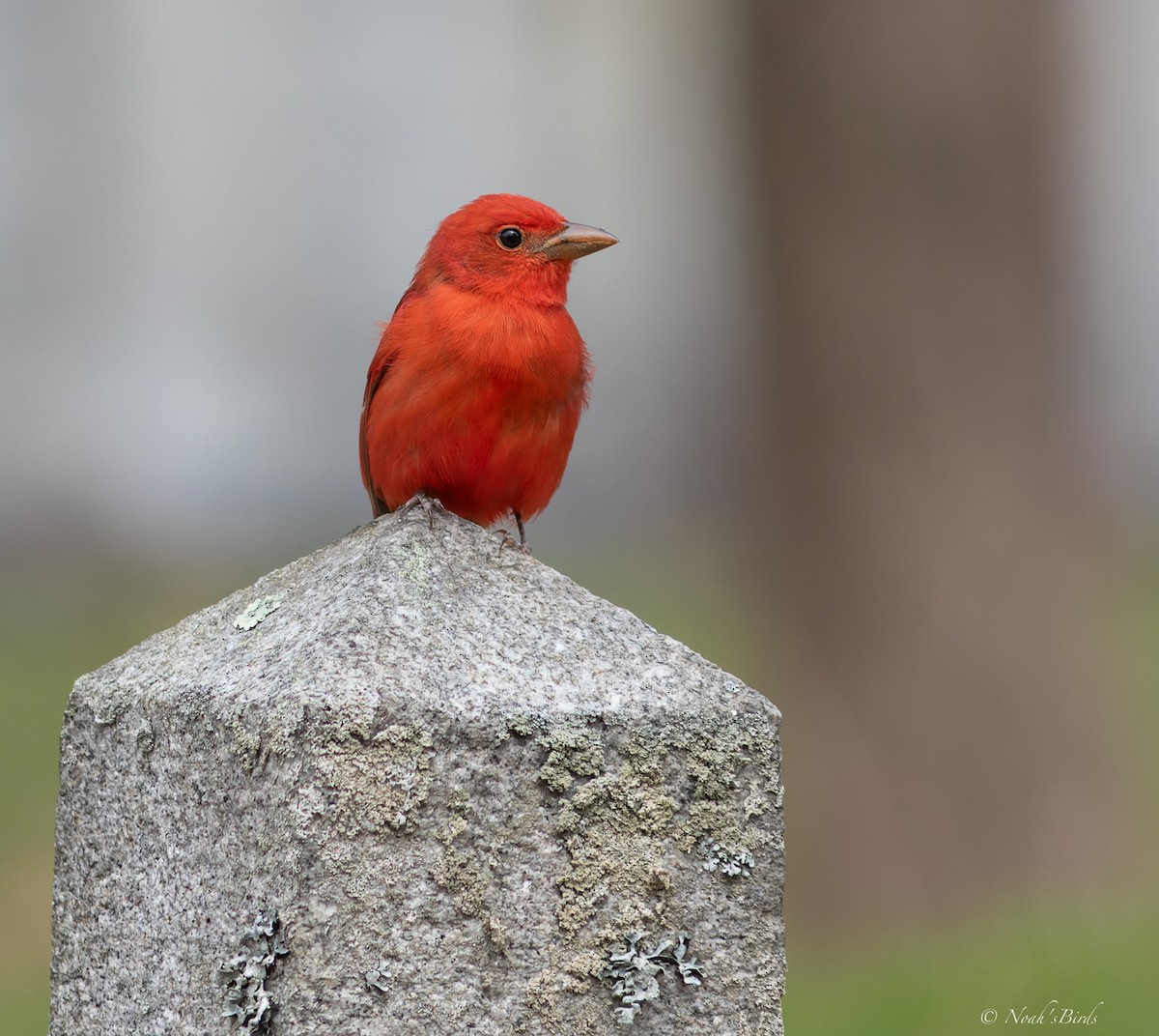 Summer Tanager - ML617699306