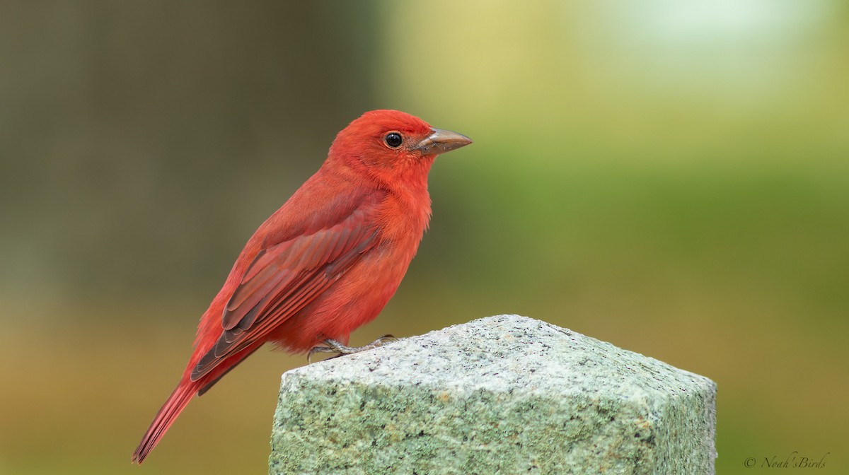 Summer Tanager - ML617699310