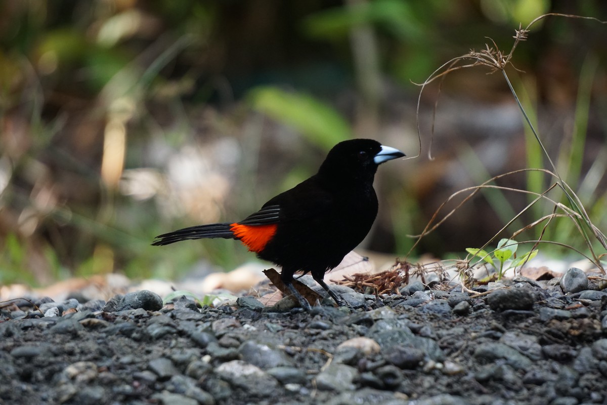 Scarlet-rumped Tanager - ML617699316