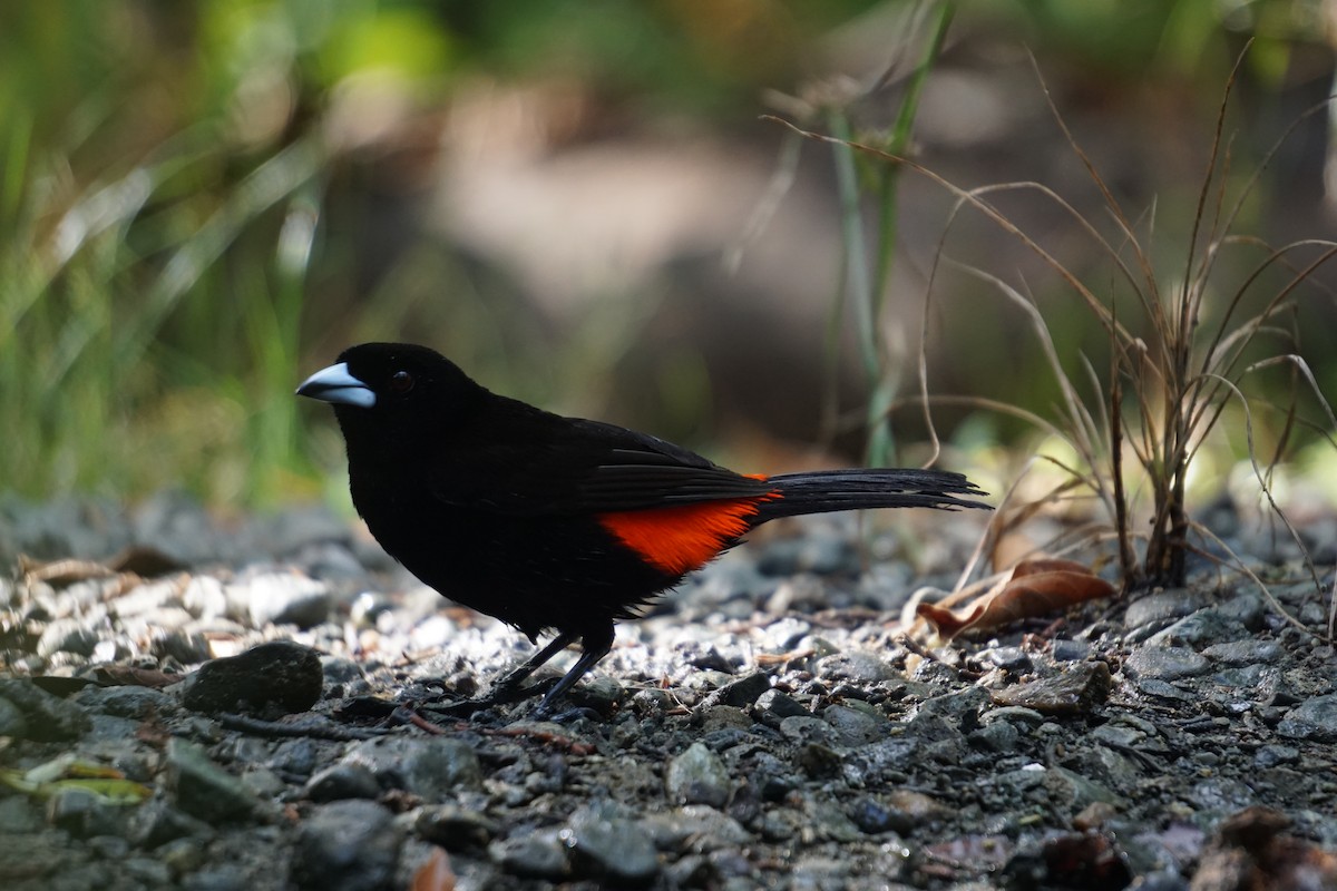 Scarlet-rumped Tanager - ML617699317