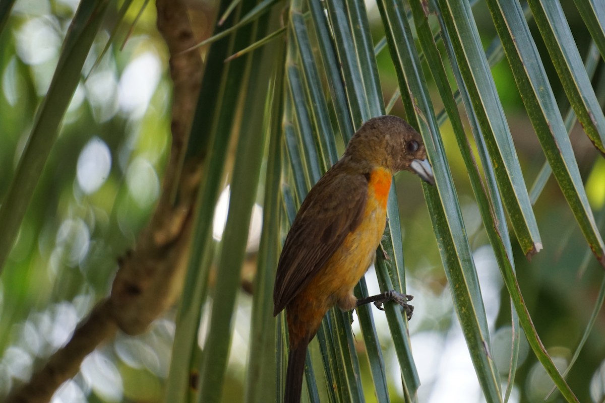 Scarlet-rumped Tanager - ML617699318