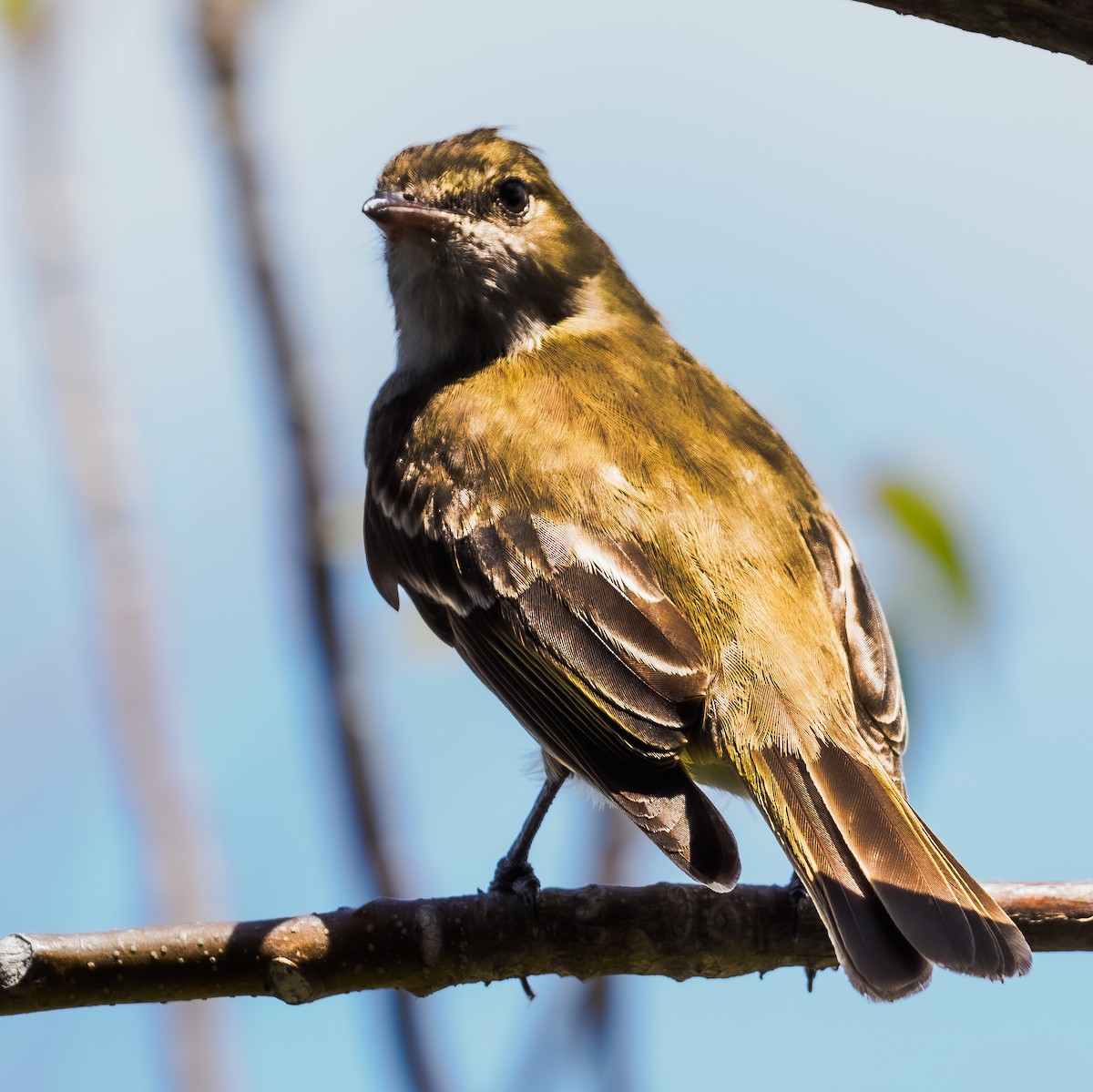 Caribbean Elaenia - David Archer