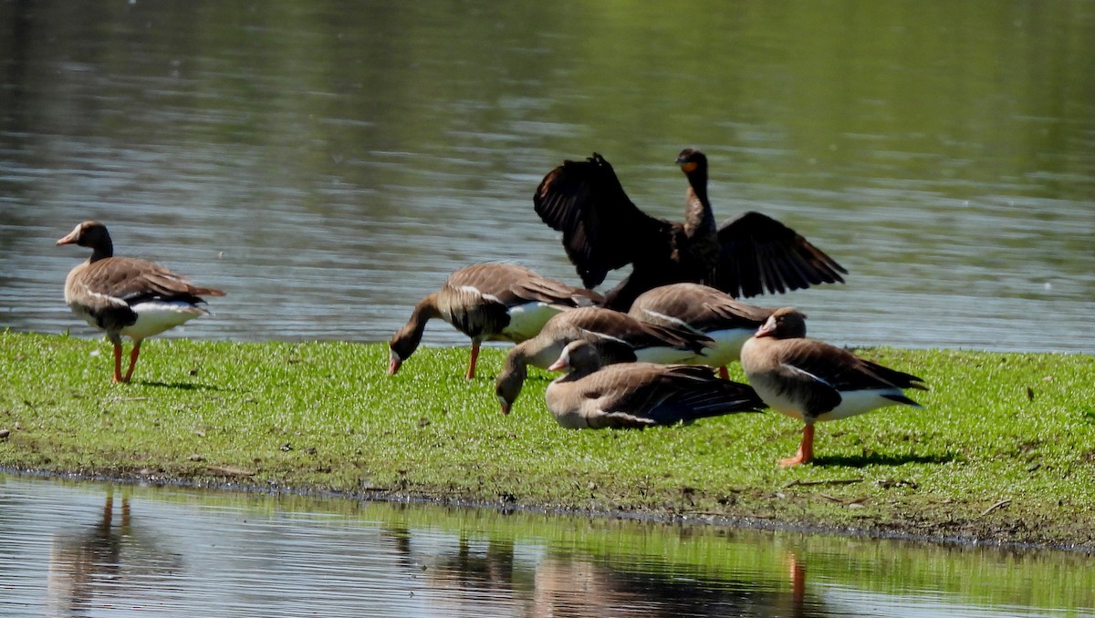 Greater White-fronted Goose - Sharon Wilcox