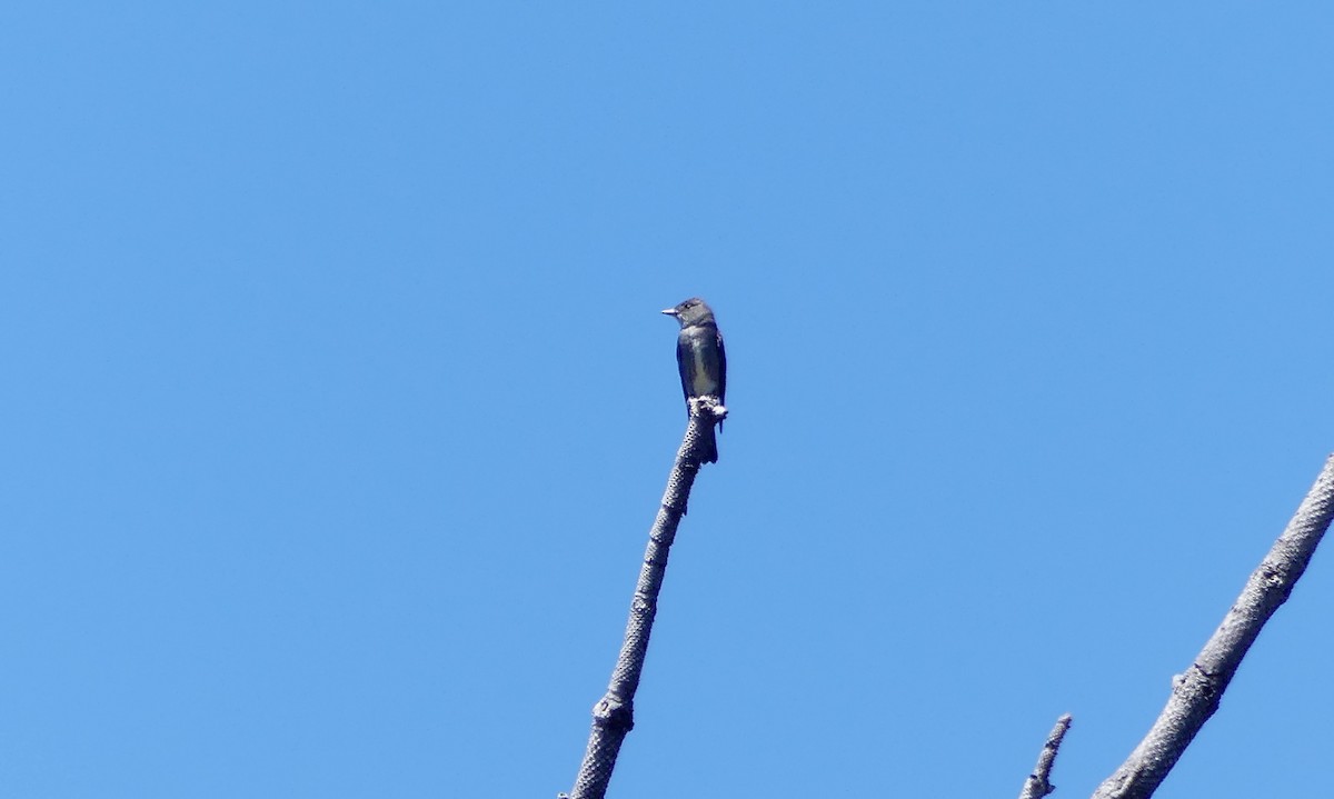 Olive-sided Flycatcher - ML617699330