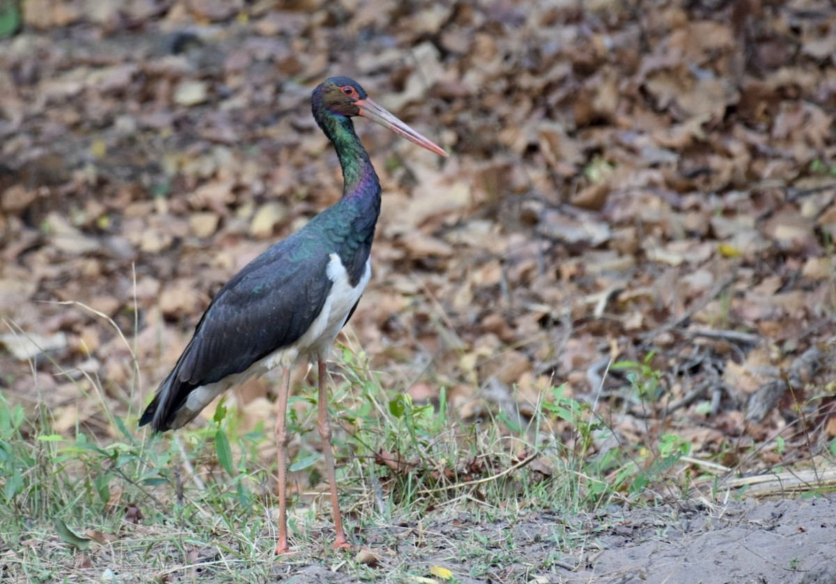 Black Stork - Samarth Shadakshari