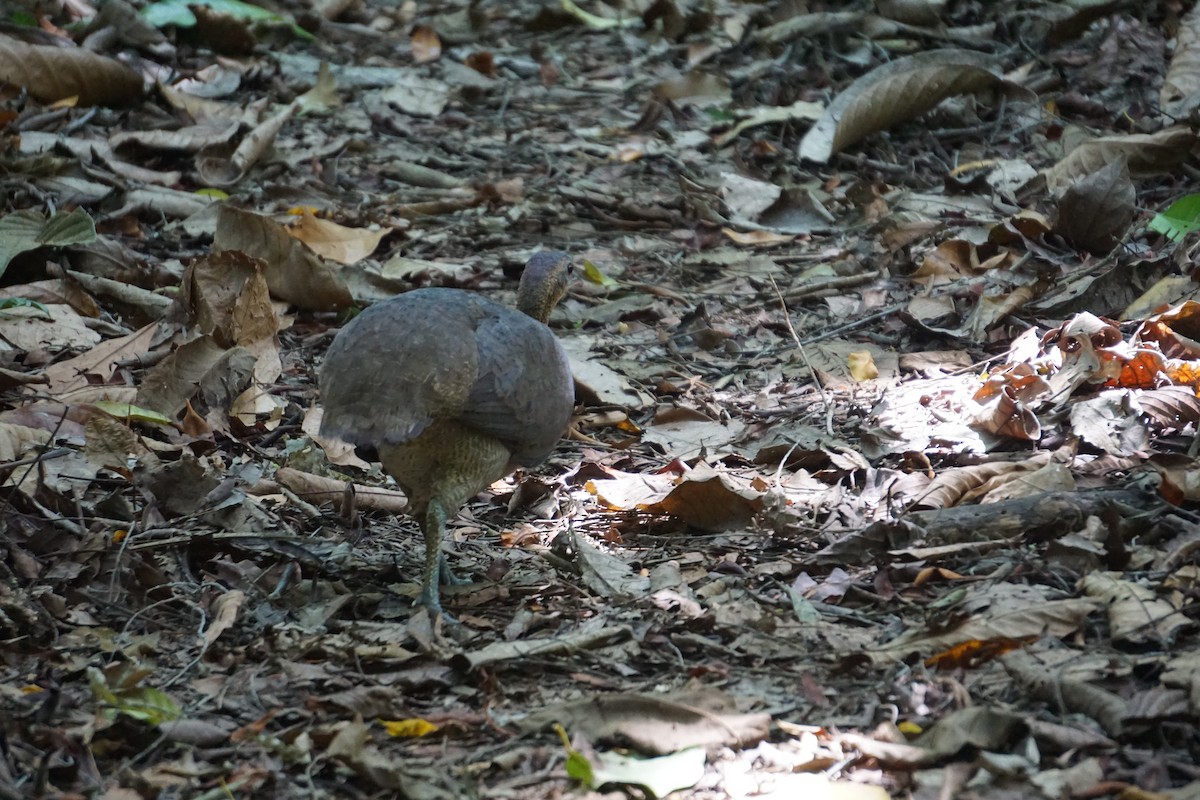 Great Tinamou - ML617699342