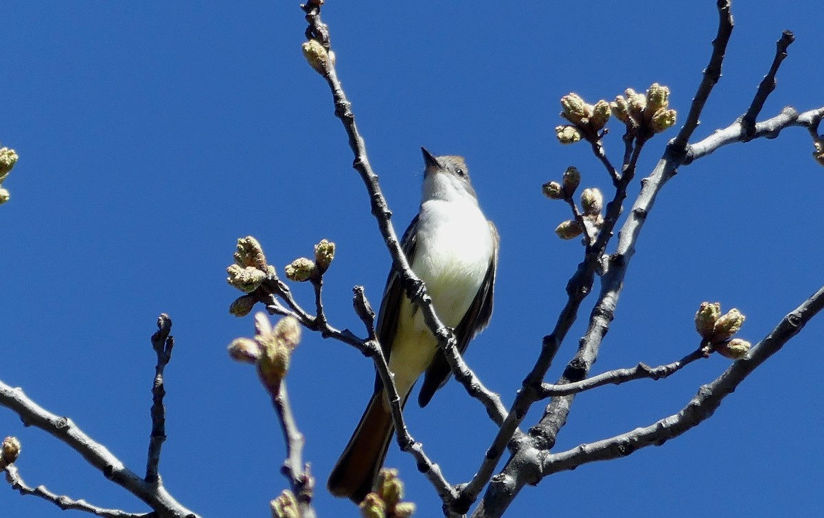 Ash-throated Flycatcher - ML617699343