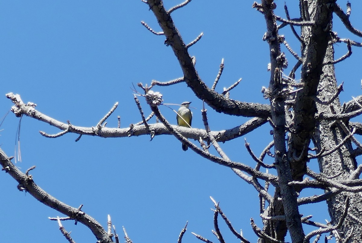 Western Kingbird - ML617699352