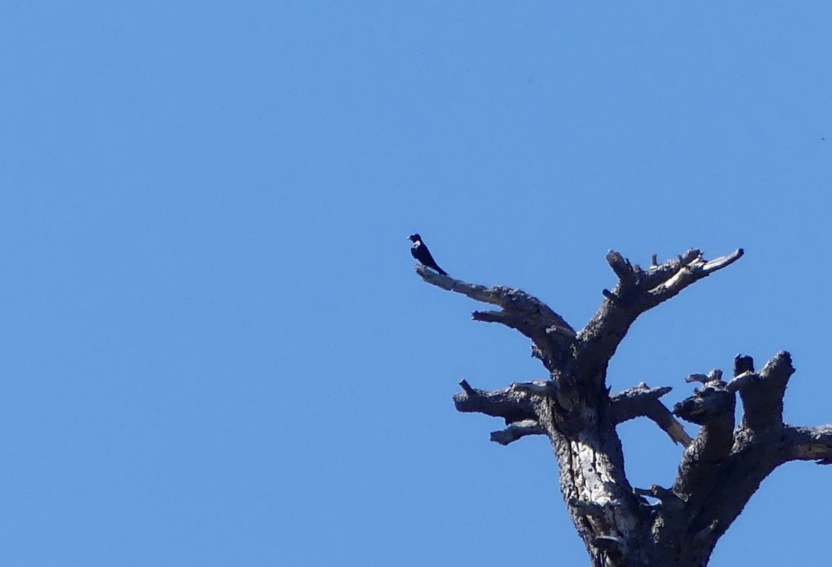 Purple Martin - ML617699365