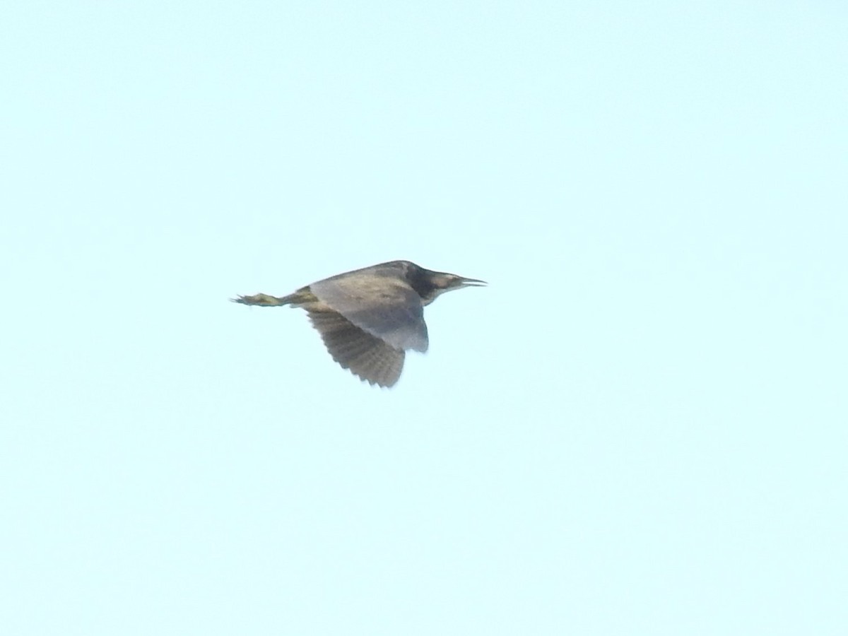 Australasian Bittern - Archer Callaway