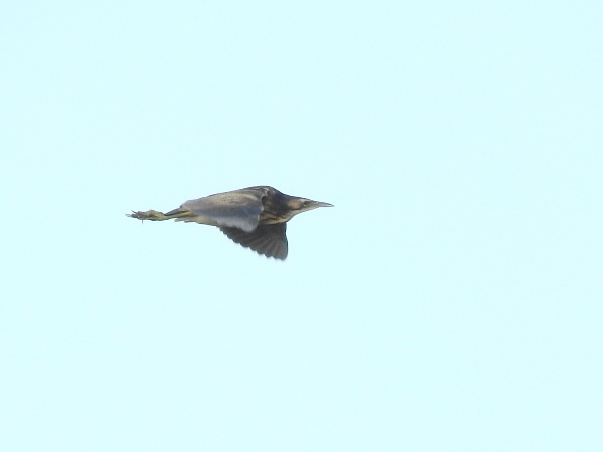 Australasian Bittern - Archer Callaway