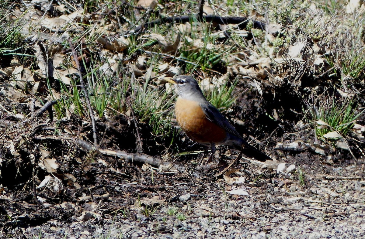 American Robin - ML617699390