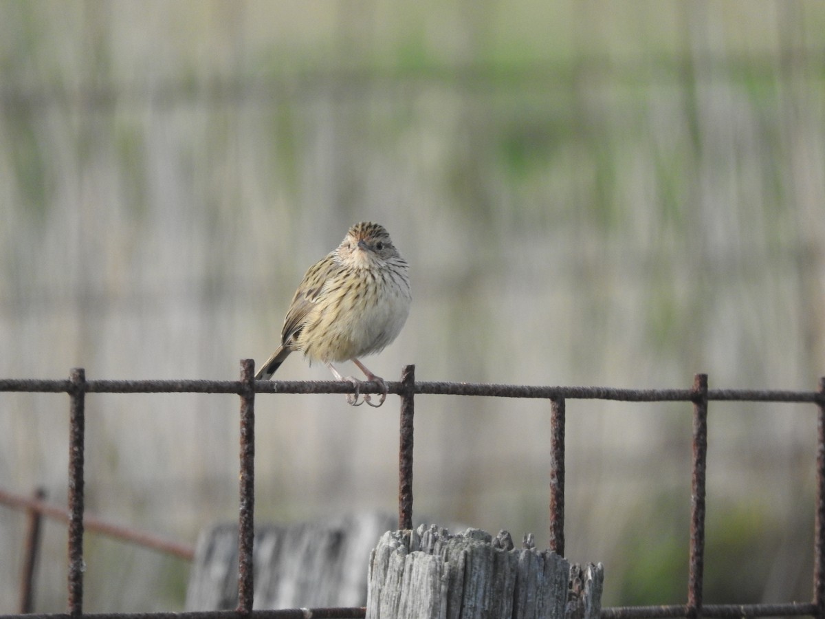 Striated Fieldwren - Archer Callaway