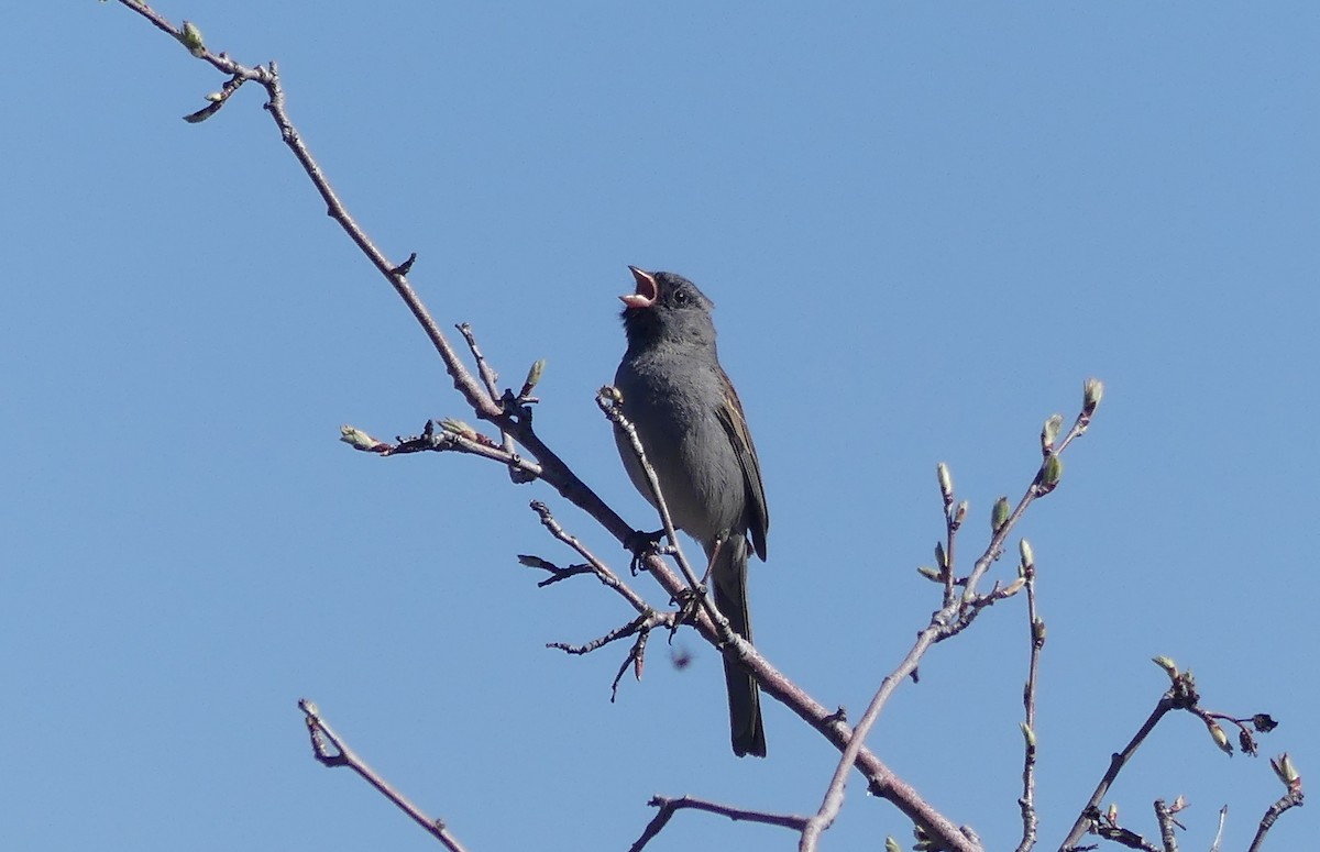 Black-chinned Sparrow - ML617699411