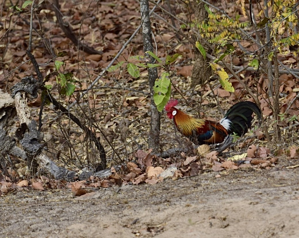 Red Junglefowl - Samarth Shadakshari