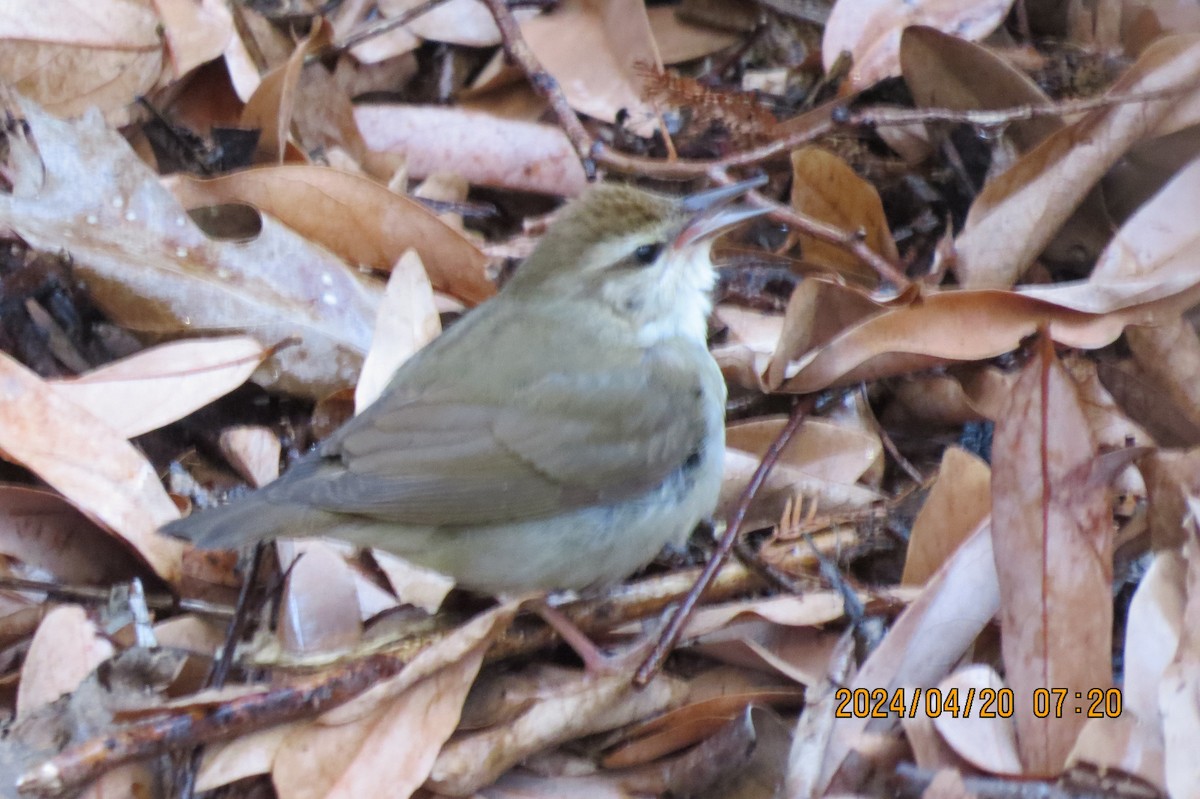 Swainson's Warbler - ML617699464