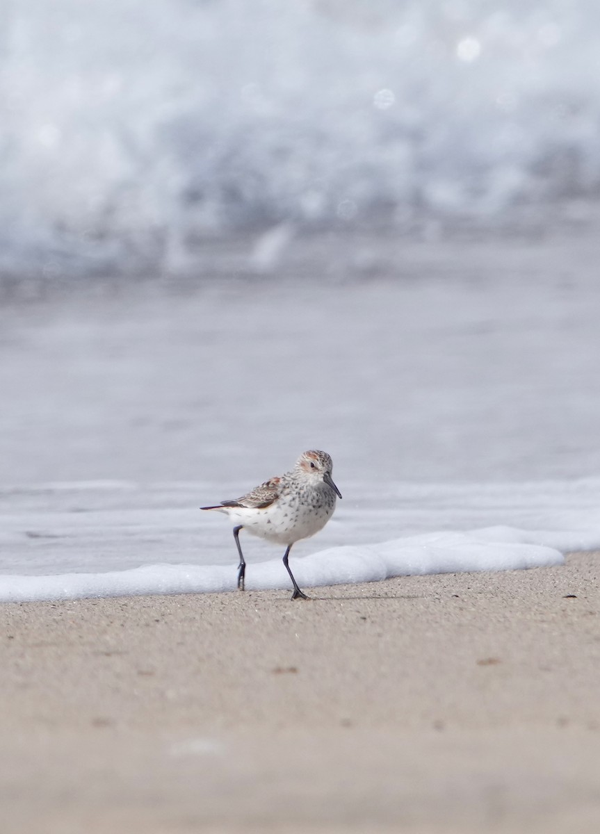 Western Sandpiper - Pete Sole