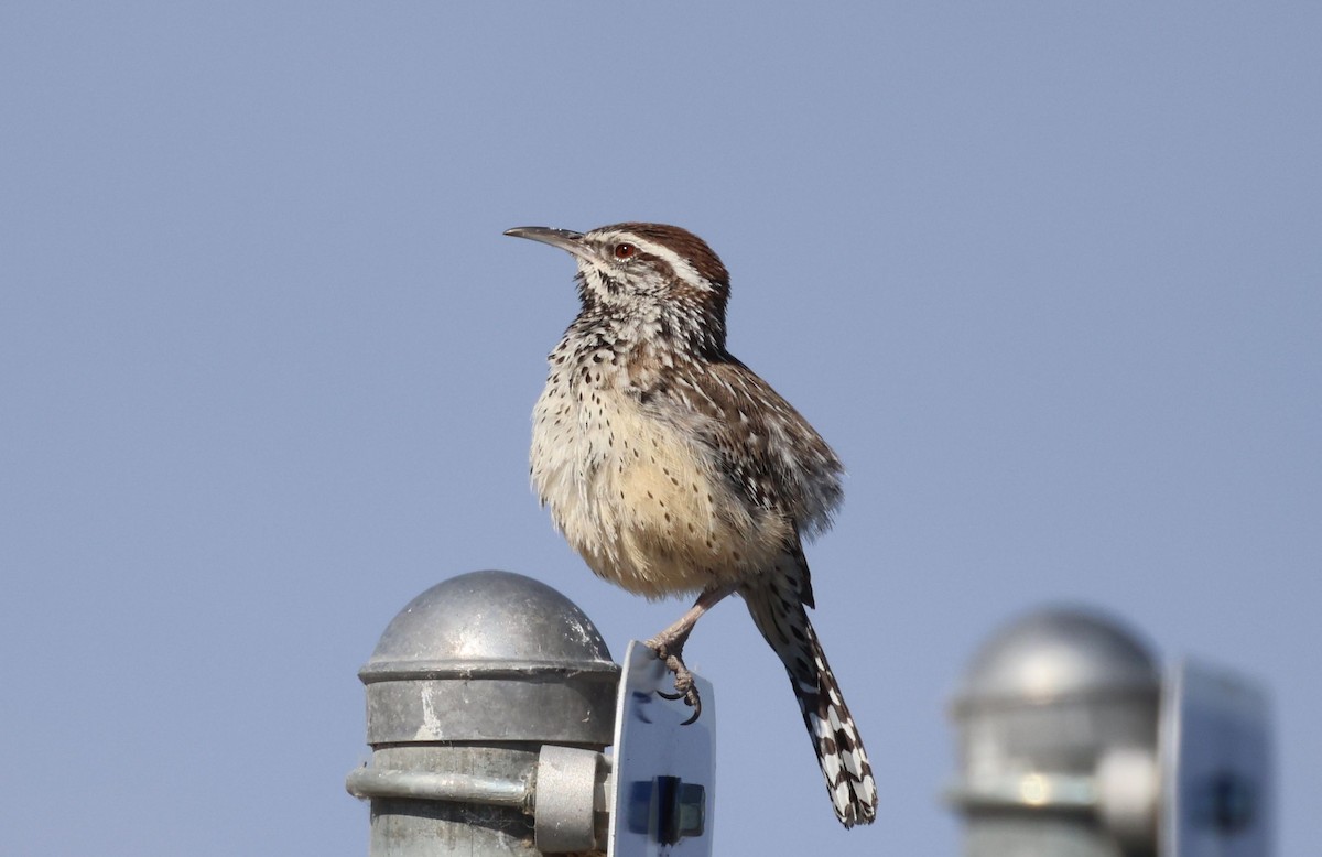 Cactus Wren - ML617699491