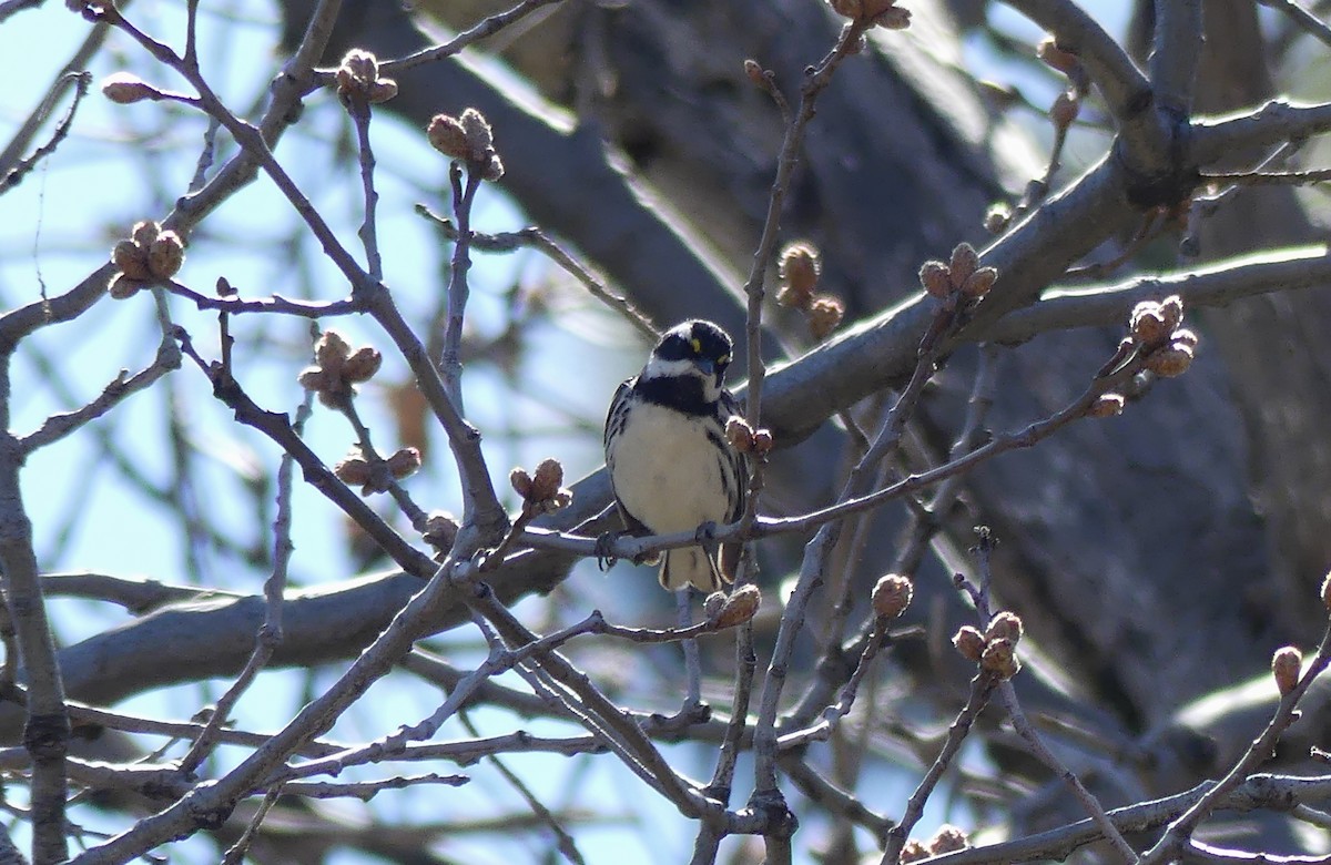 Black-throated Gray Warbler - ML617699495