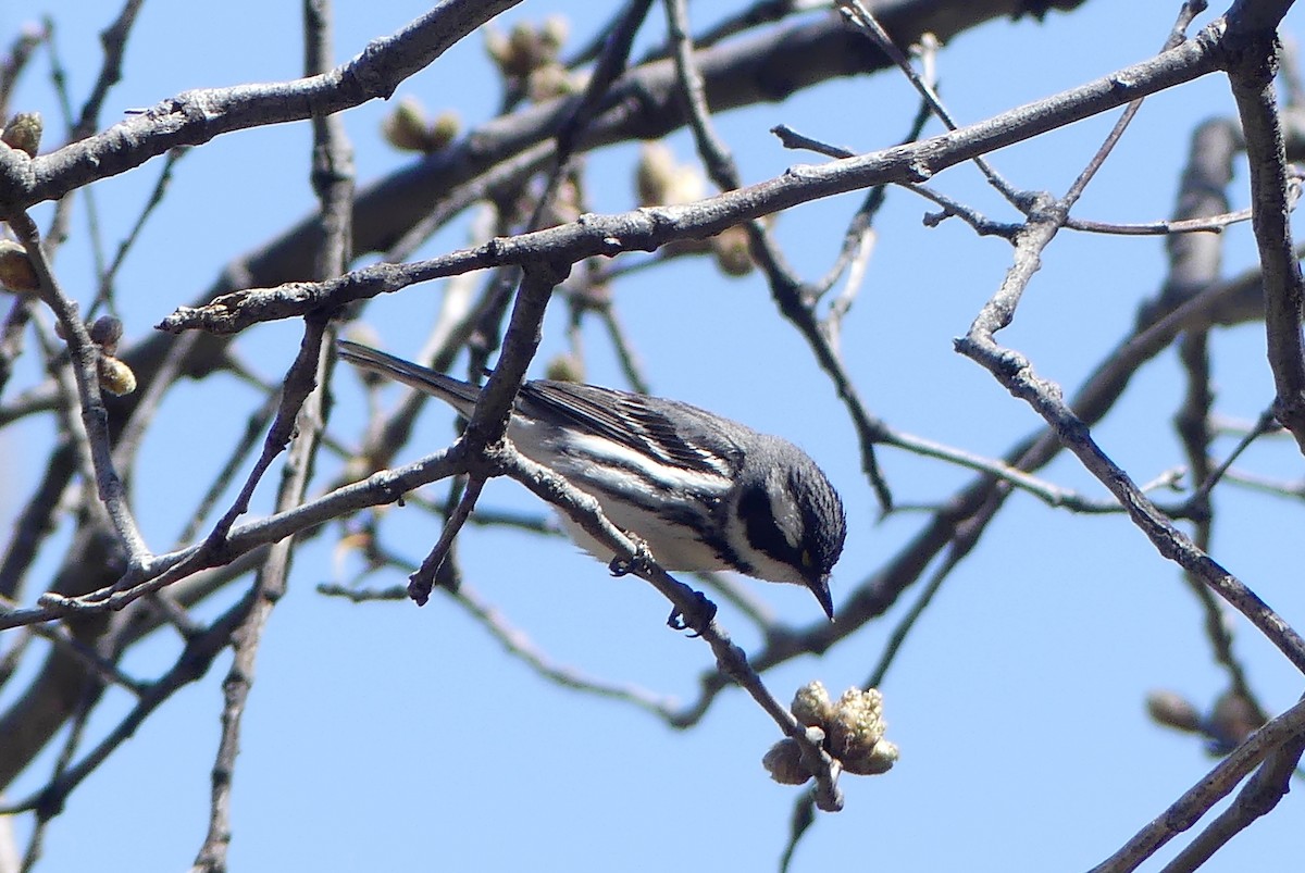 Black-throated Gray Warbler - ML617699513