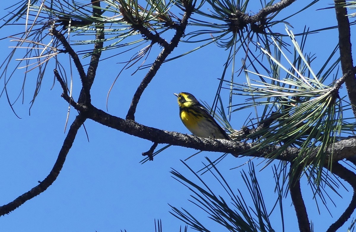 Townsend's Warbler - ML617699540