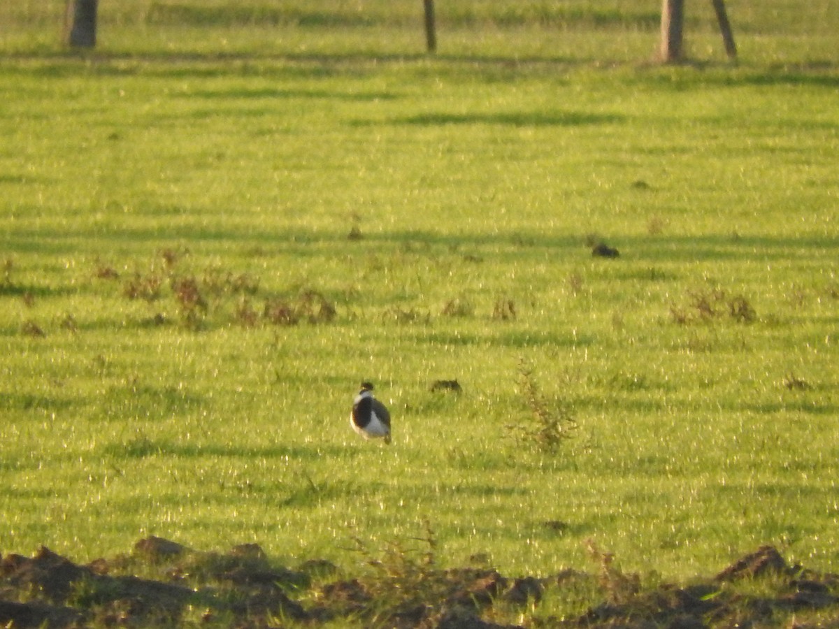 Banded Lapwing - Archer Callaway