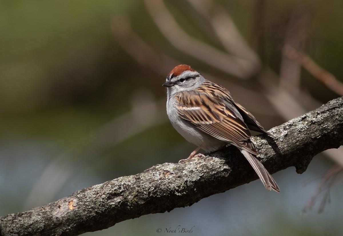 Chipping Sparrow - ML617699610