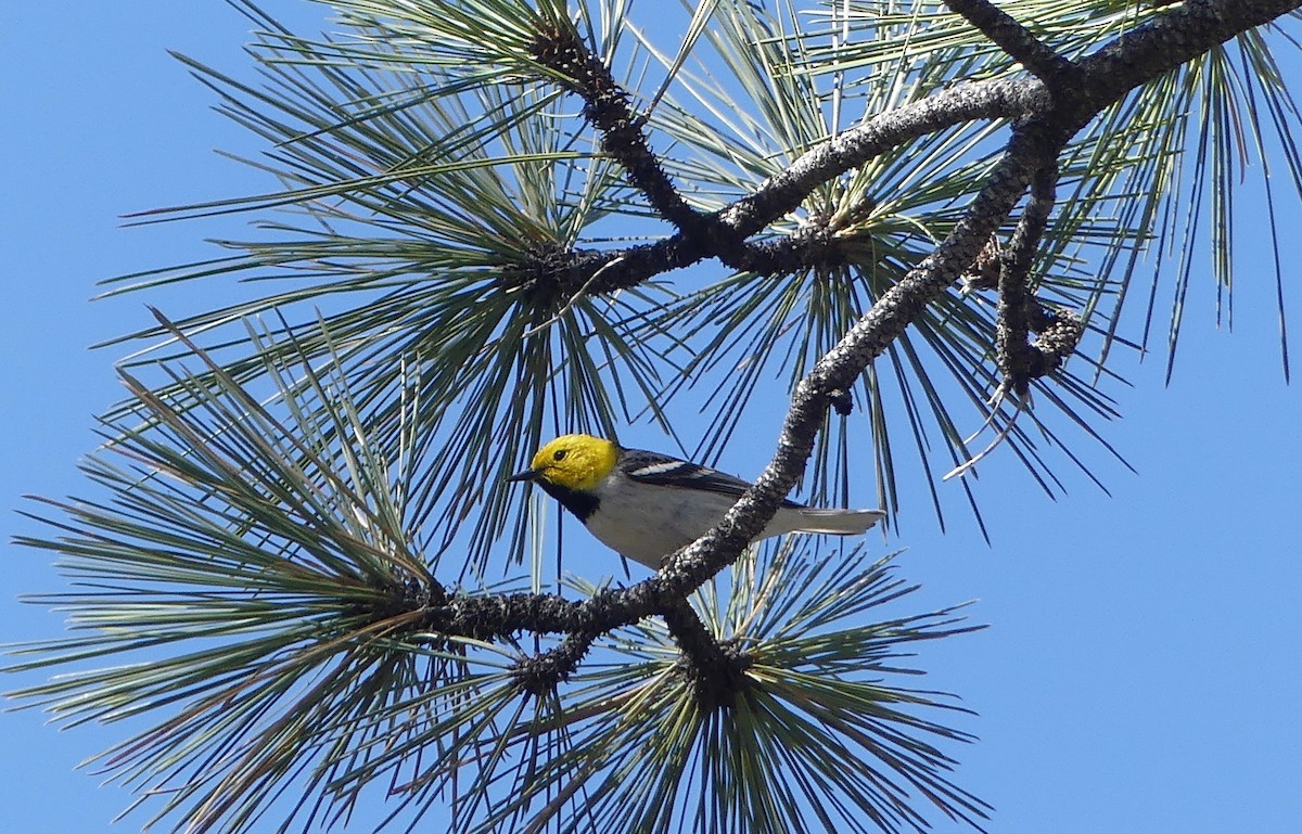 Hermit Warbler - ML617699618