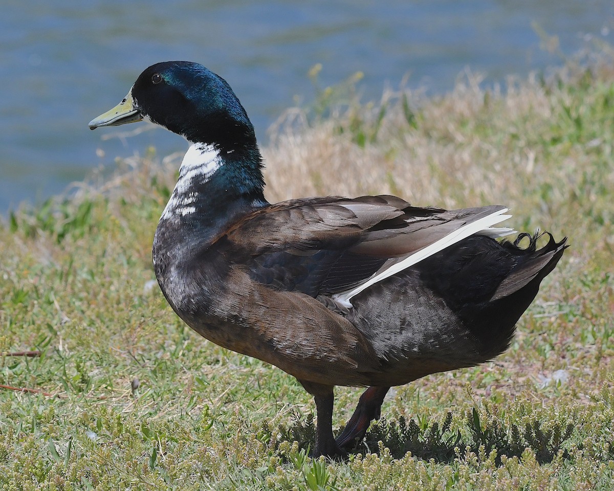 Mallard (Domestic type) - ML617699619