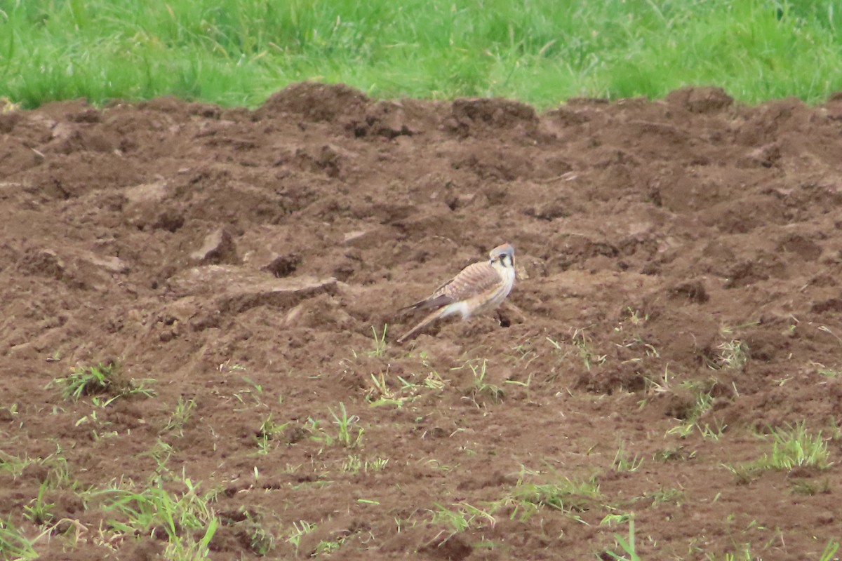 American Kestrel - ML617699683