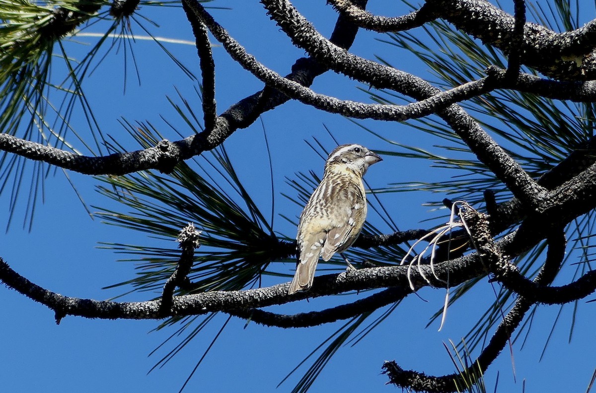 Black-headed Grosbeak - ML617699689