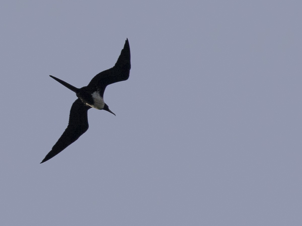 Lesser Frigatebird - ML617699693
