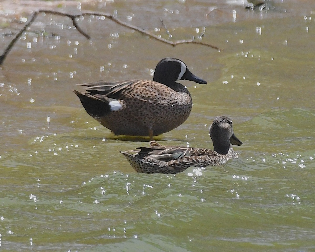 Blue-winged Teal - ML617699695