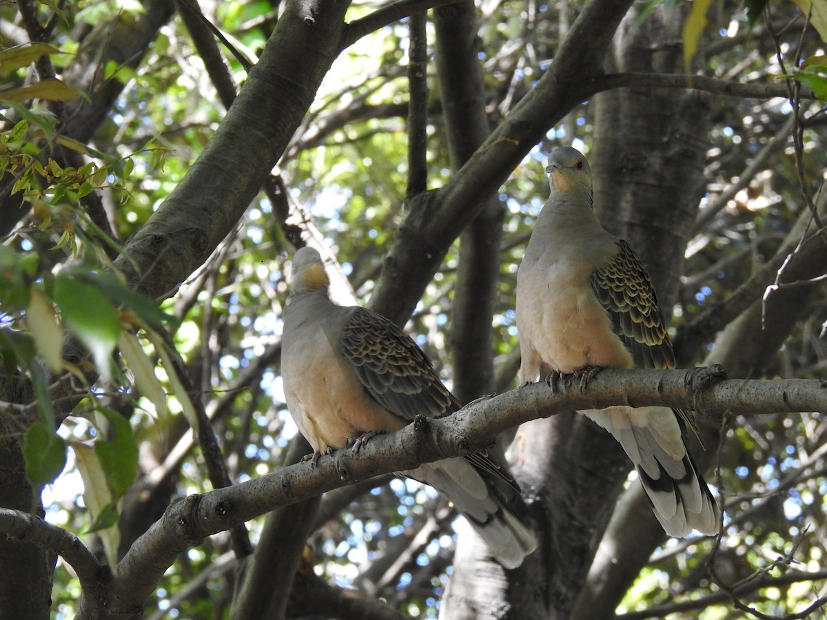 Oriental Turtle-Dove - ML617699712