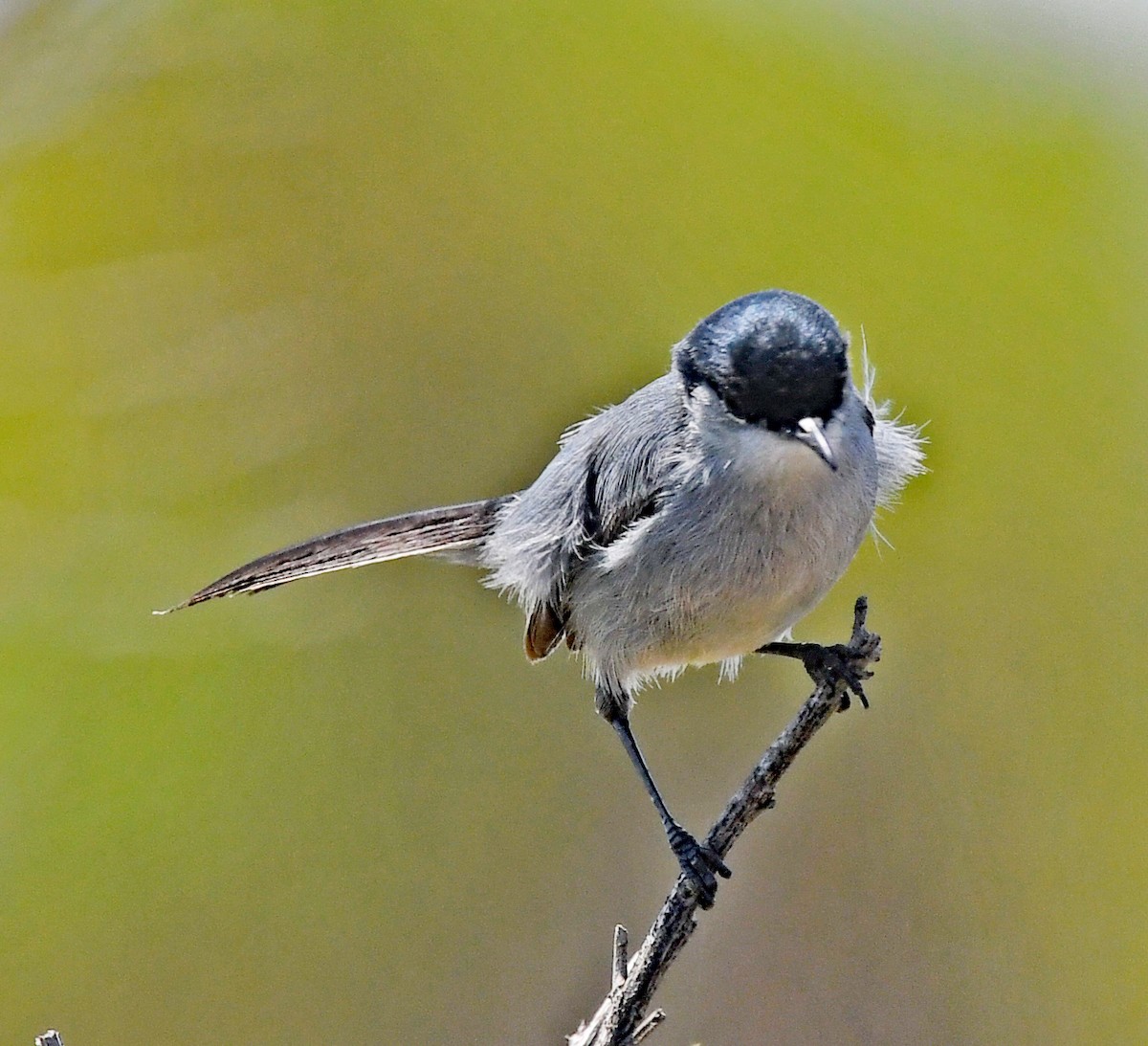 California Gnatcatcher - Richard Taylor