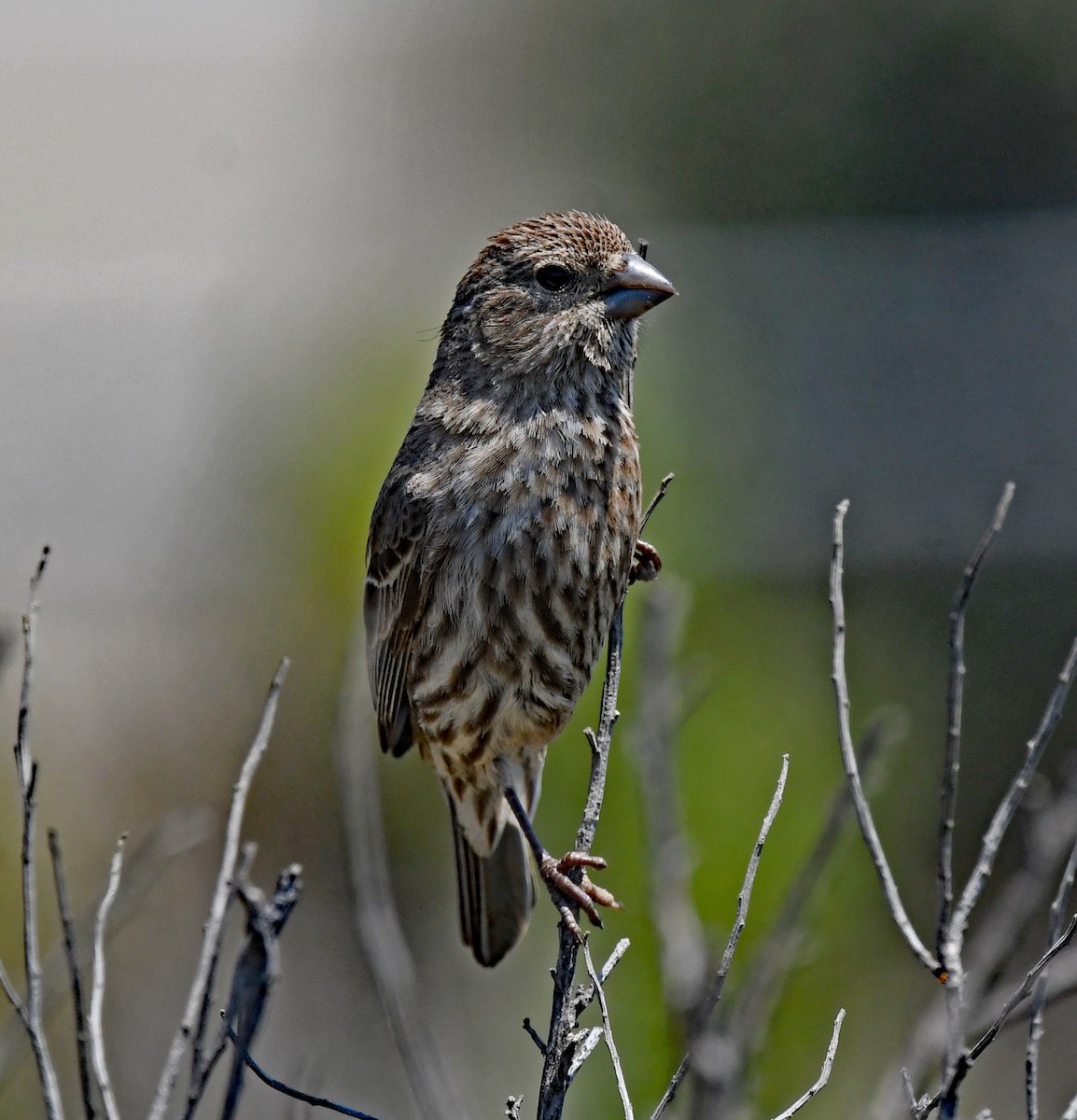 House Finch - ML617699730